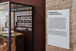 Marcus Alasović Studio